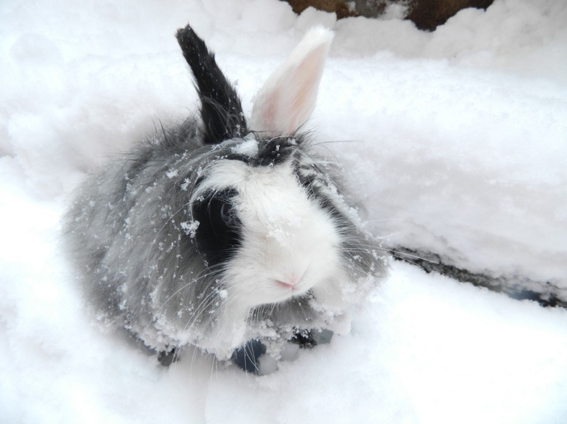 Rabbits are the new cats Rabbits are the new cats