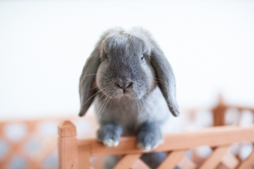Rabbits are the new cats Rabbits are the new cats