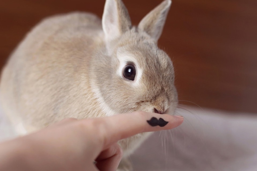 Rabbits are the new cats Rabbits are the new cats