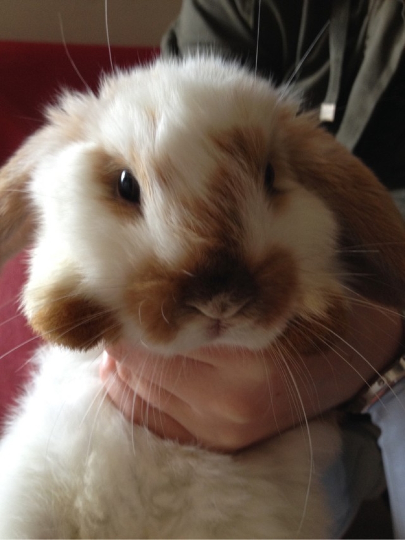 Rabbits are the new cats Rabbits are the new cats