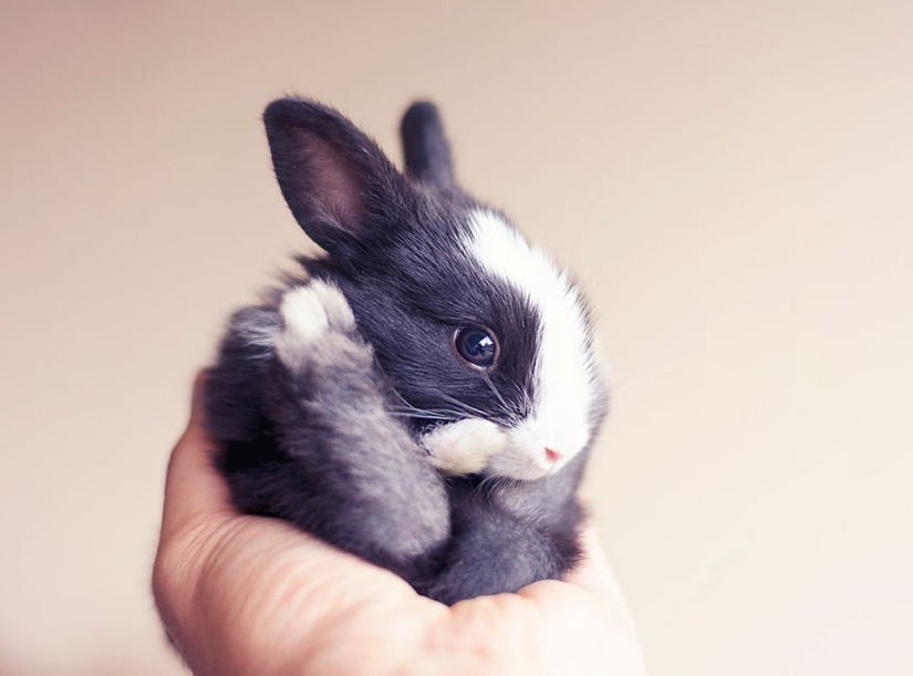 Rabbits are the new cats Rabbits are the new cats