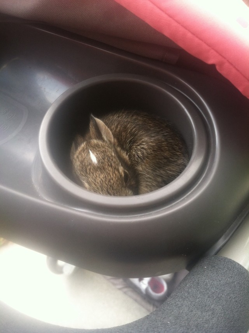 Rabbits are the new cats Rabbits are the new cats