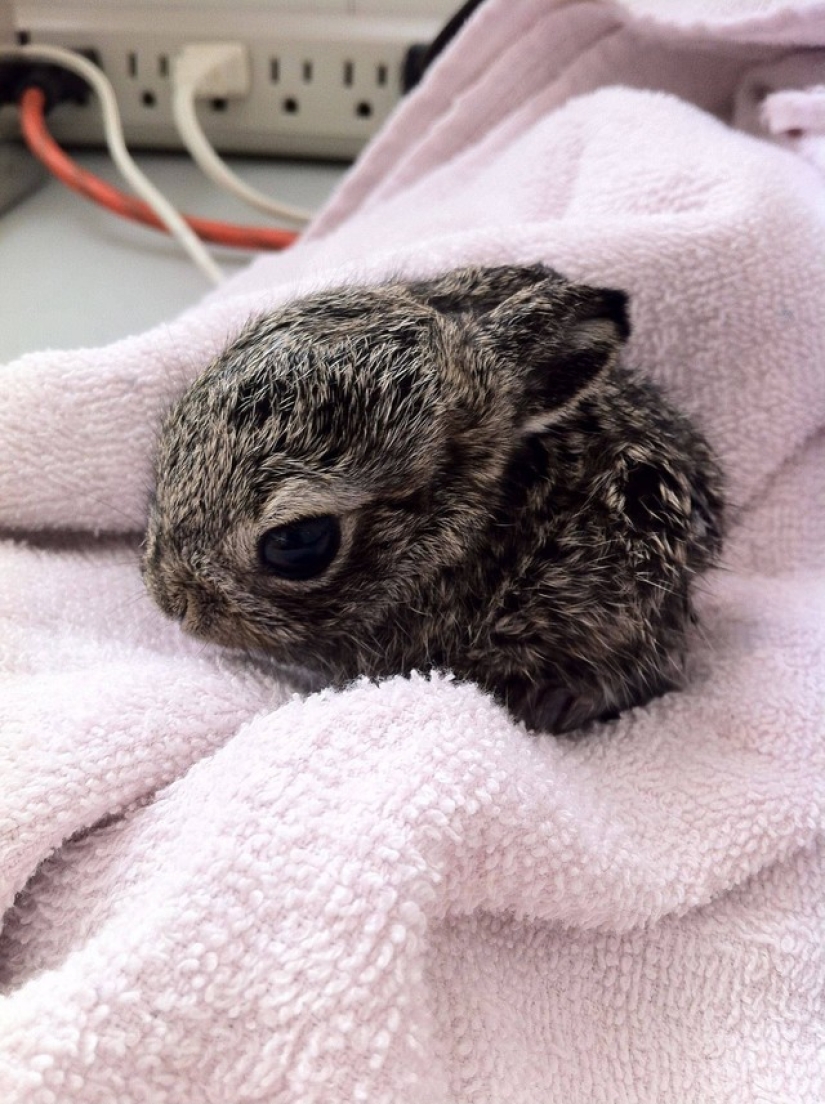 Rabbits are the new cats Rabbits are the new cats