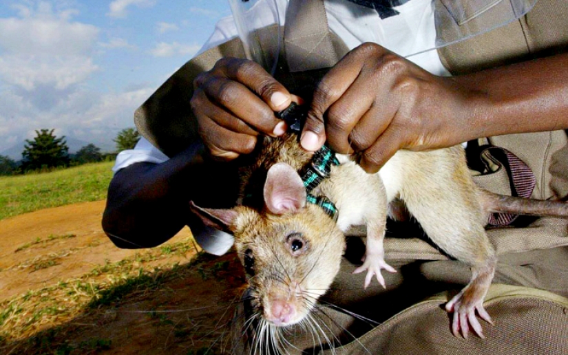 Ratas al rescate Ratas al rescate