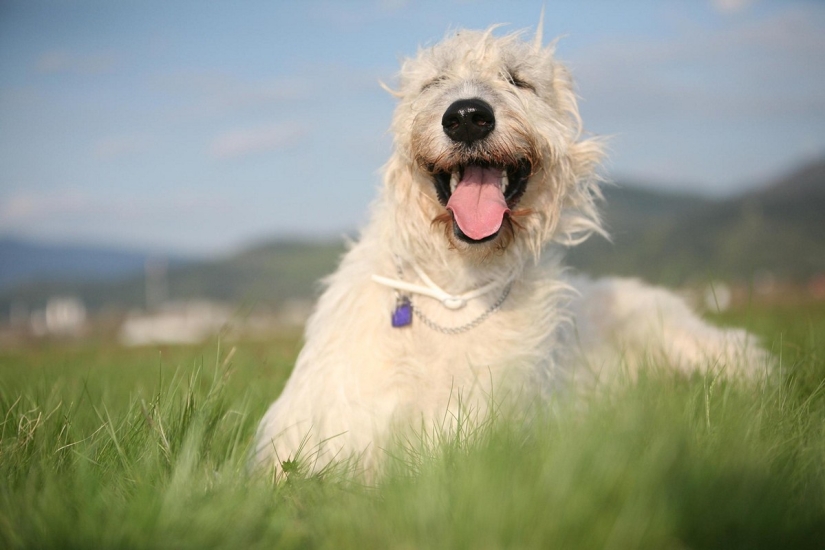 Rating of the most expensive dog breeds