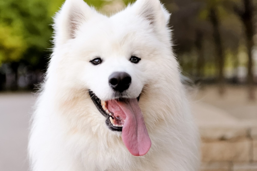 Rating of the most expensive dog breeds
