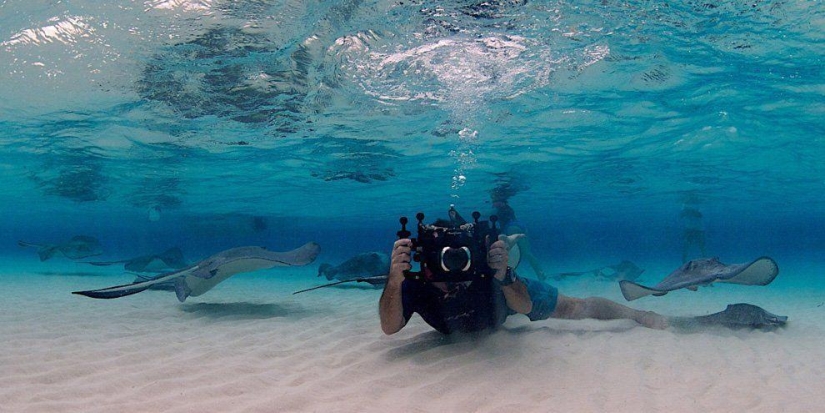 Rayas - aves acuáticas Rayas - aves acuáticas