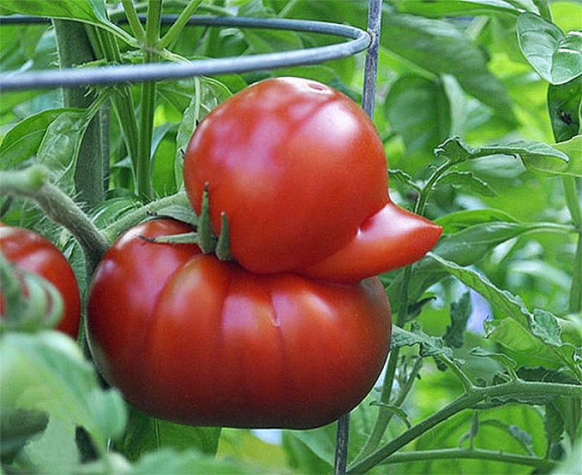 Rábanos señoriales y otras frutas-hortalizas que han olvidado que son plantas