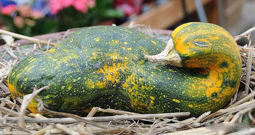 Rábanos señoriales y otras frutas-hortalizas que han olvidado que son plantas