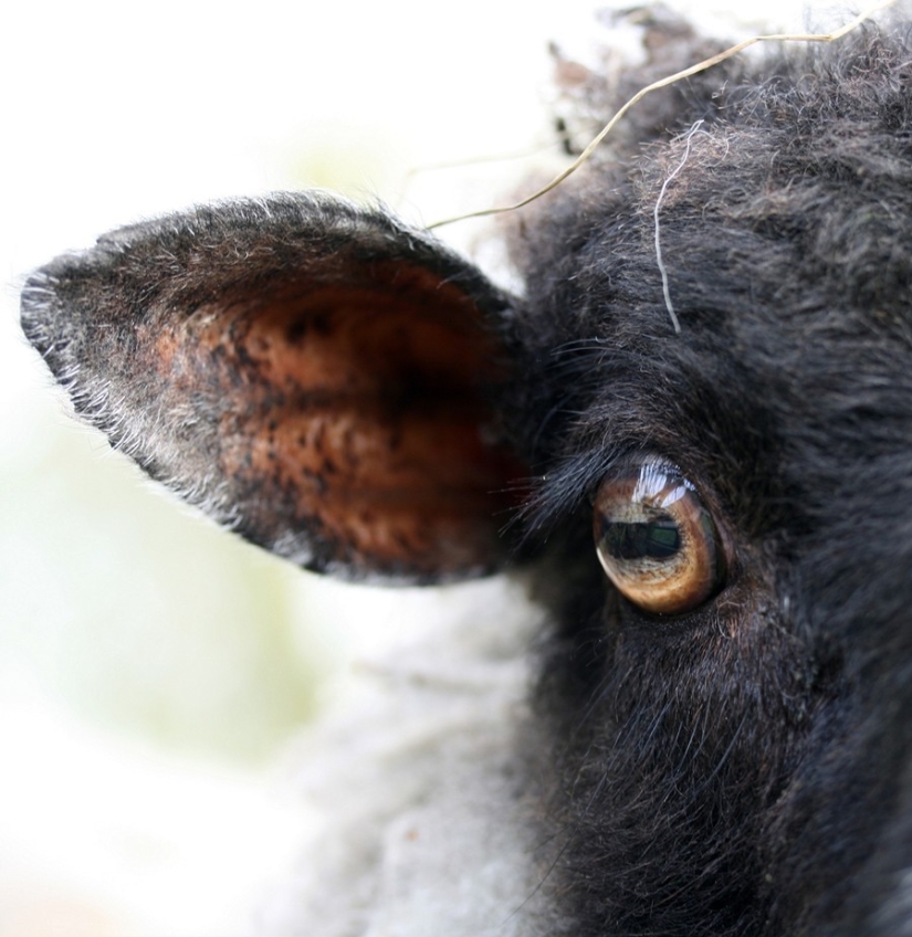 Recetas para la resaca en todo el mundo