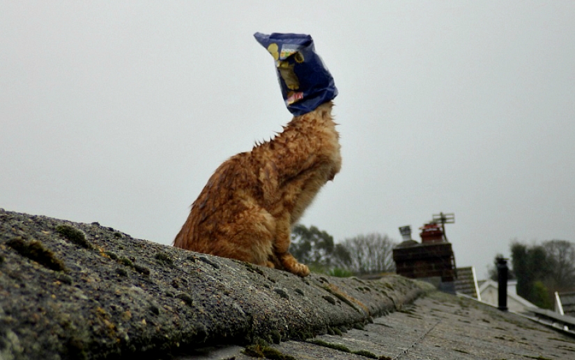 Red cat with plastic bag on head rescued in Australia Red cat with plastic bag on head rescued in Australia