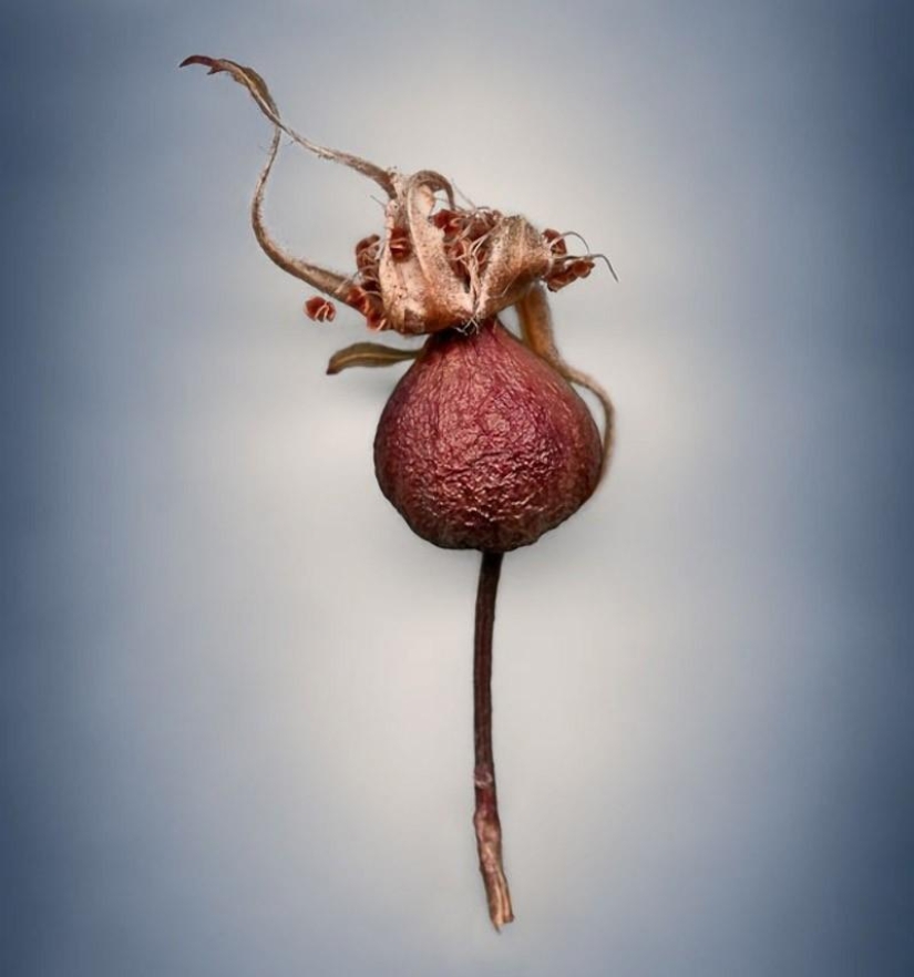 Reproductive organs Reproductive organs