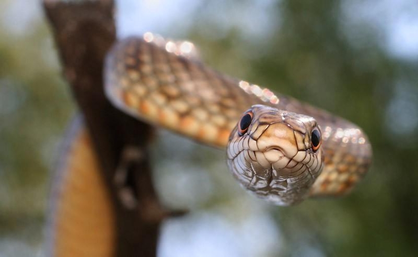 Reptiles de la región del Bajo Volga