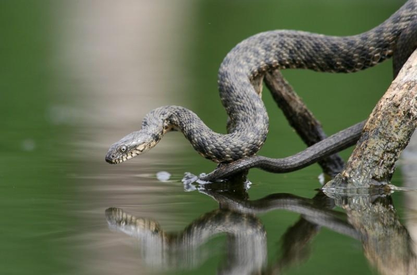 Reptiles de la región del Bajo Volga