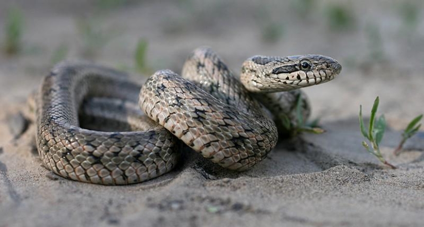 Reptiles de la región del Bajo Volga