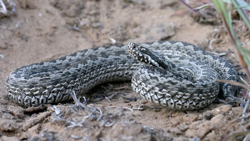 Reptiles de la región del Bajo Volga