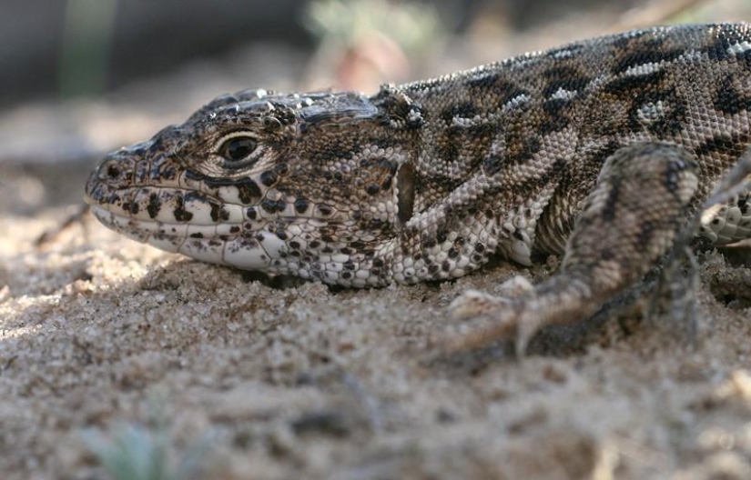 Reptiles de la región del Bajo Volga
