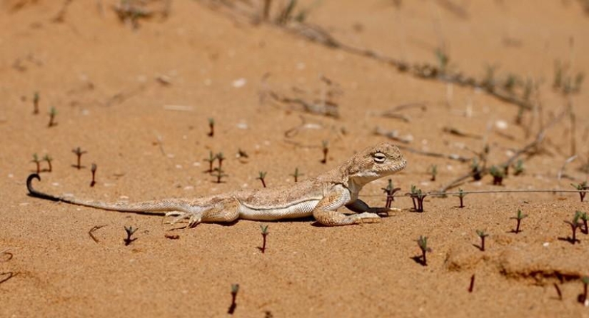 Reptiles de la región del Bajo Volga