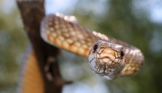 Reptiles de la región del Bajo Volga