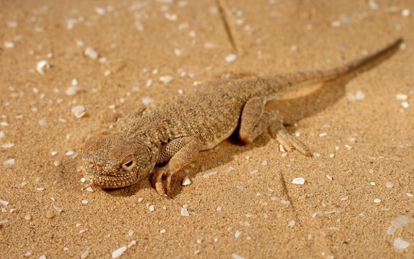 Reptiles de la región del Bajo Volga