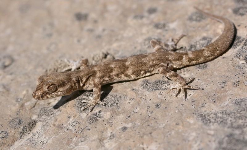 Reptiles de la región del Bajo Volga
