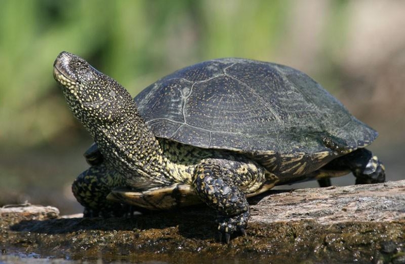 Reptiles de la región del Bajo Volga