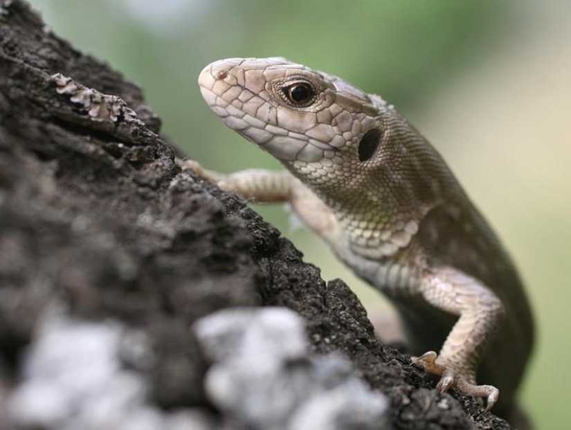 Reptiles of the Lower Volga region Reptiles of the Lower Volga region