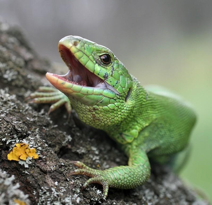 Reptiles of the Lower Volga region Reptiles of the Lower Volga region