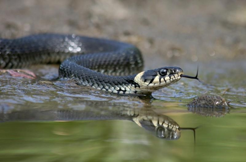 Reptiles of the Lower Volga region Reptiles of the Lower Volga region