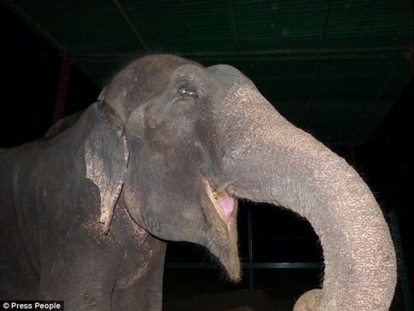 Rescate de un elefante que pasó 50 años en cautiverio, que lloraba de felicidad Rescate de un elefante que pasó 50 años en cautiverio, que lloraba de felicidad