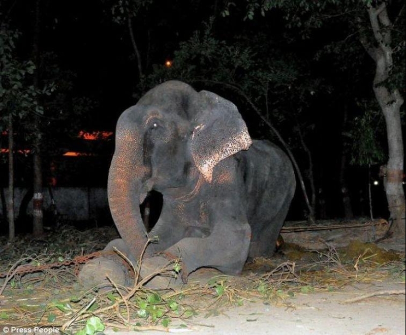 Rescate de un elefante que pasó 50 años en cautiverio, que lloraba de felicidad Rescate de un elefante que pasó 50 años en cautiverio, que lloraba de felicidad
