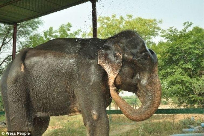 Rescate de un elefante que pasó 50 años en cautiverio, que lloraba de felicidad Rescate de un elefante que pasó 50 años en cautiverio, que lloraba de felicidad