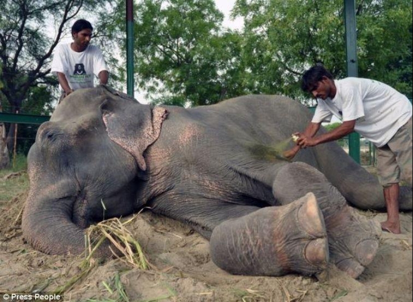 Rescate de un elefante que pasó 50 años en cautiverio, que lloraba de felicidad Rescate de un elefante que pasó 50 años en cautiverio, que lloraba de felicidad