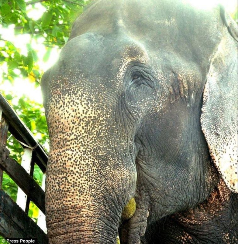 Rescate de un elefante que pasó 50 años en cautiverio, que lloraba de felicidad Rescate de un elefante que pasó 50 años en cautiverio, que lloraba de felicidad
