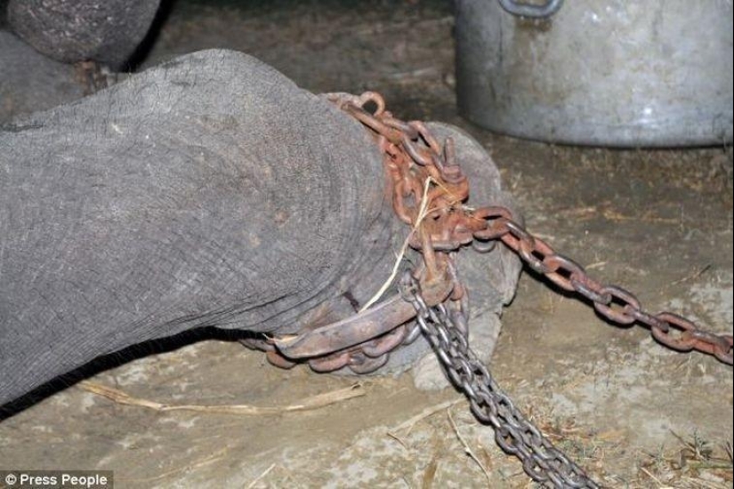 Rescate de un elefante que pasó 50 años en cautiverio, que lloraba de felicidad Rescate de un elefante que pasó 50 años en cautiverio, que lloraba de felicidad