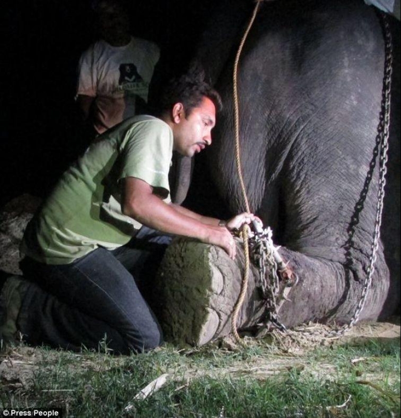 Rescate de un elefante que pasó 50 años en cautiverio, que lloraba de felicidad Rescate de un elefante que pasó 50 años en cautiverio, que lloraba de felicidad