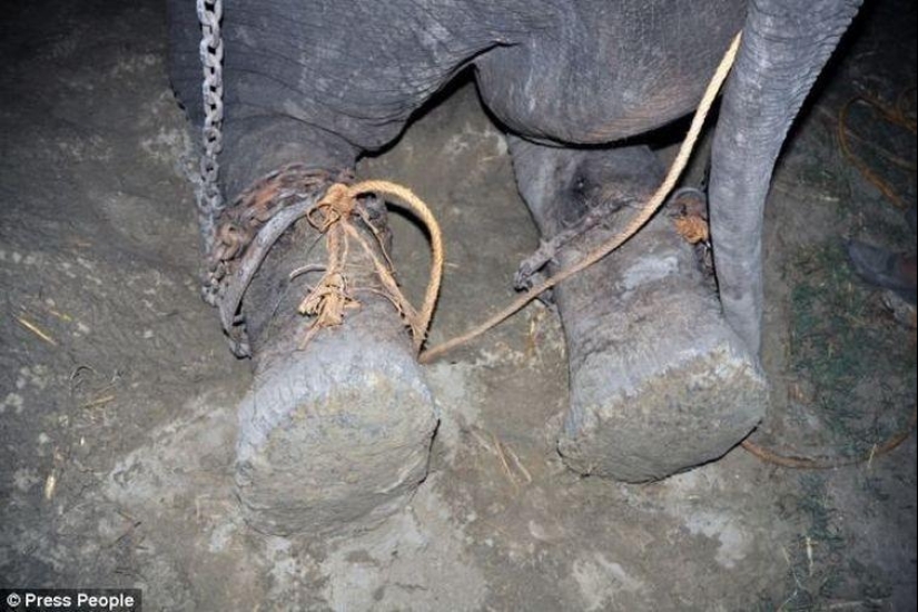 Rescate de un elefante que pasó 50 años en cautiverio, que lloraba de felicidad Rescate de un elefante que pasó 50 años en cautiverio, que lloraba de felicidad