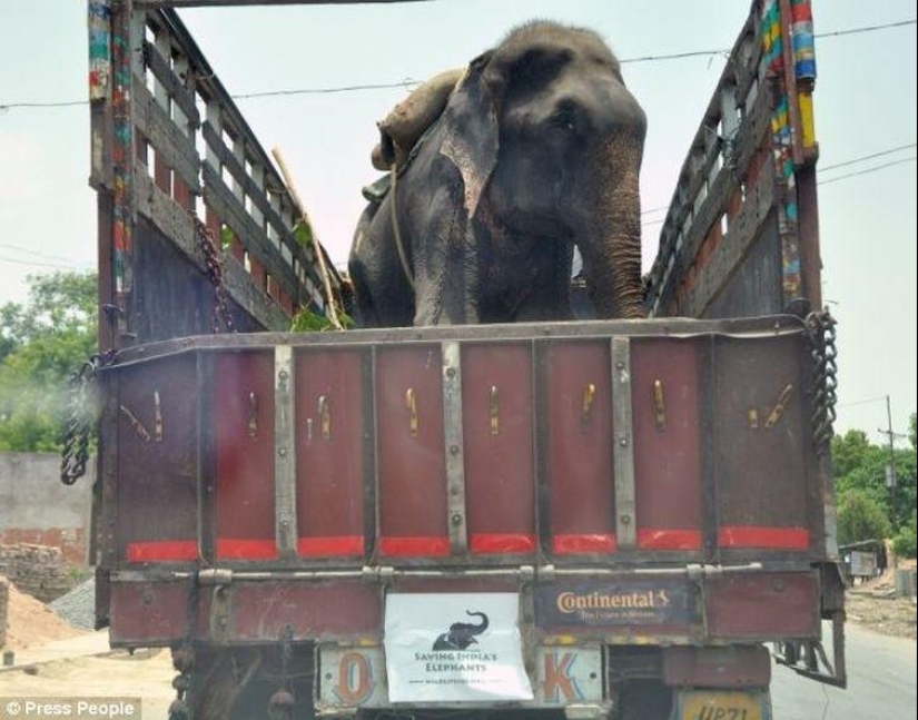 Rescate de un elefante que pasó 50 años en cautiverio, que lloraba de felicidad Rescate de un elefante que pasó 50 años en cautiverio, que lloraba de felicidad