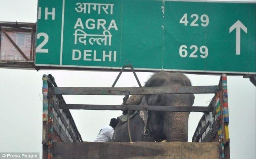 Rescate de un elefante que pasó 50 años en cautiverio, que lloraba de felicidad Rescate de un elefante que pasó 50 años en cautiverio, que lloraba de felicidad