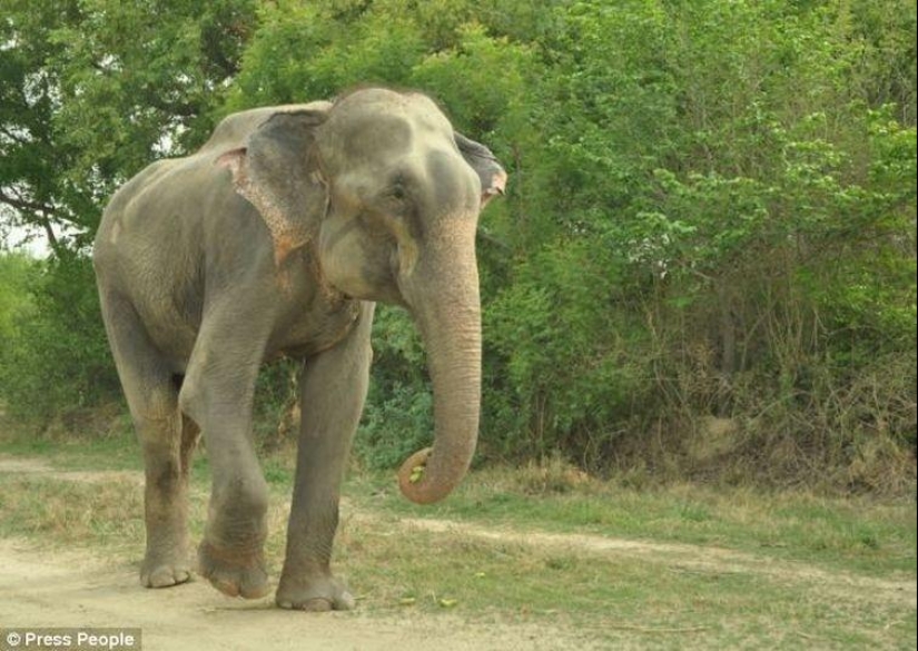 Rescate de un elefante que pasó 50 años en cautiverio, que lloraba de felicidad Rescate de un elefante que pasó 50 años en cautiverio, que lloraba de felicidad