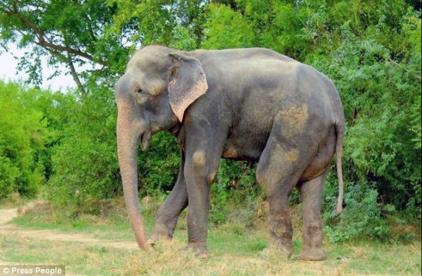 Rescate de un elefante que pasó 50 años en cautiverio, que lloraba de felicidad Rescate de un elefante que pasó 50 años en cautiverio, que lloraba de felicidad