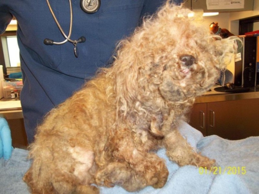 Rescate de un perro de dos patas que pasó 10 angustiosos años en la calle