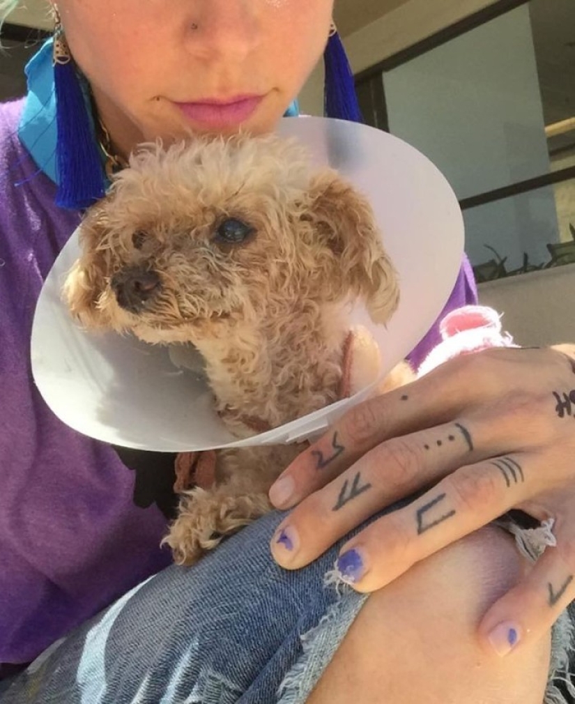 Rescate de un perro de dos patas que pasó 10 angustiosos años en la calle