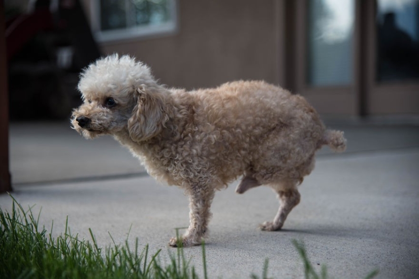 Rescate de un perro de dos patas que pasó 10 angustiosos años en la calle
