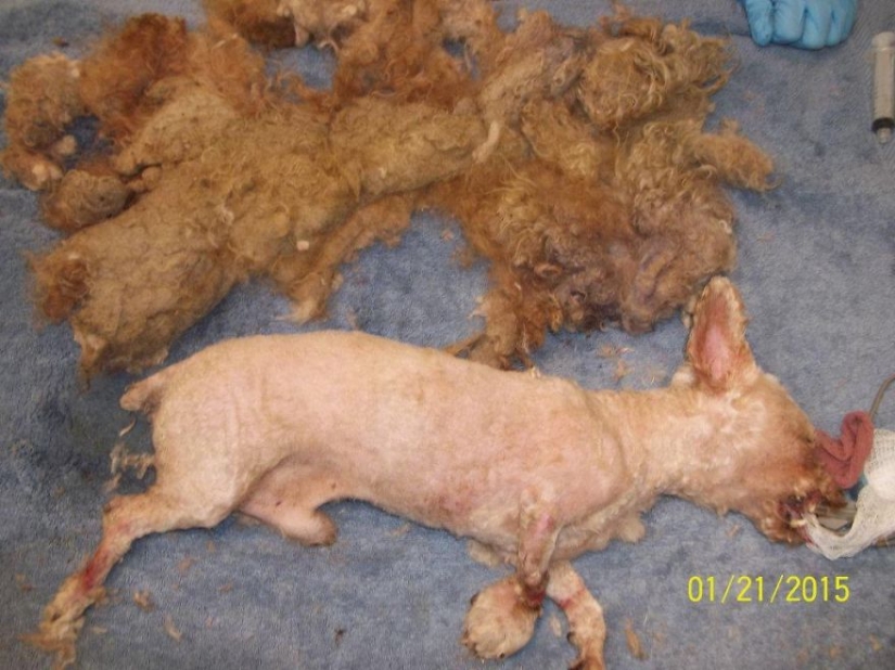 Rescate de un perro de dos patas que pasó 10 angustiosos años en la calle