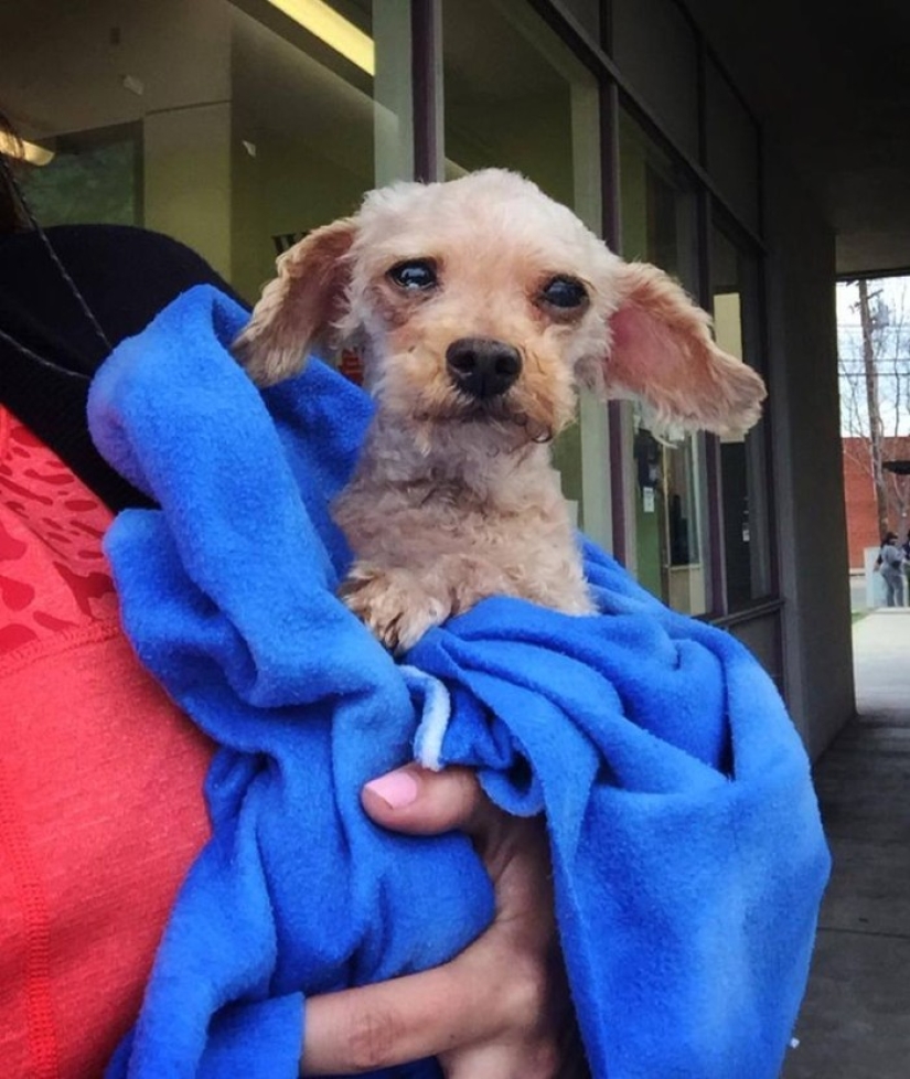 Rescate de un perro de dos patas que pasó 10 angustiosos años en la calle