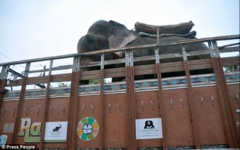 Rescue of an elephant who spent 50 years in captivity, who cried with happiness Rescue of an elephant who spent 50 years in captivity, who cried with happiness