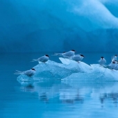 Resultados del mayor concurso europeo de fotografía de vida salvaje GDT 2013