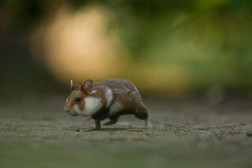 Results of the largest European wildlife photography contest GDT 2013