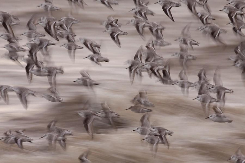 Results of the largest European wildlife photography contest GDT 2013